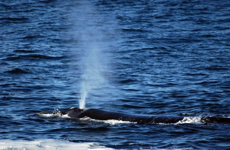 Whale in Southern Seas